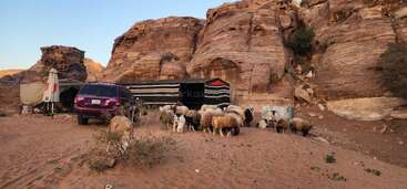 A group of sheep gathers near a tent and a purple SUV, set against rocky desert cliffs, creating a tranquil rural desert scene at sunset.