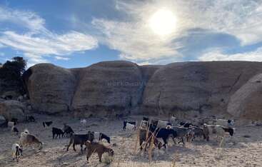 A herd of goats grazes in a rocky, desert landscape under a bright sun and wispy clouds, surrounded by large stone formations and sparse vegetation.
