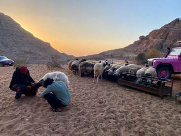 Two people tend to a sheep while others graze and drink at a trough in a desert landscape at sunset. A pink jeep is nearby.