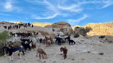 A large herd of goats grazes on rocky, sunlit terrain under a vivid blue sky with wispy clouds. People are seen tending to the animals.