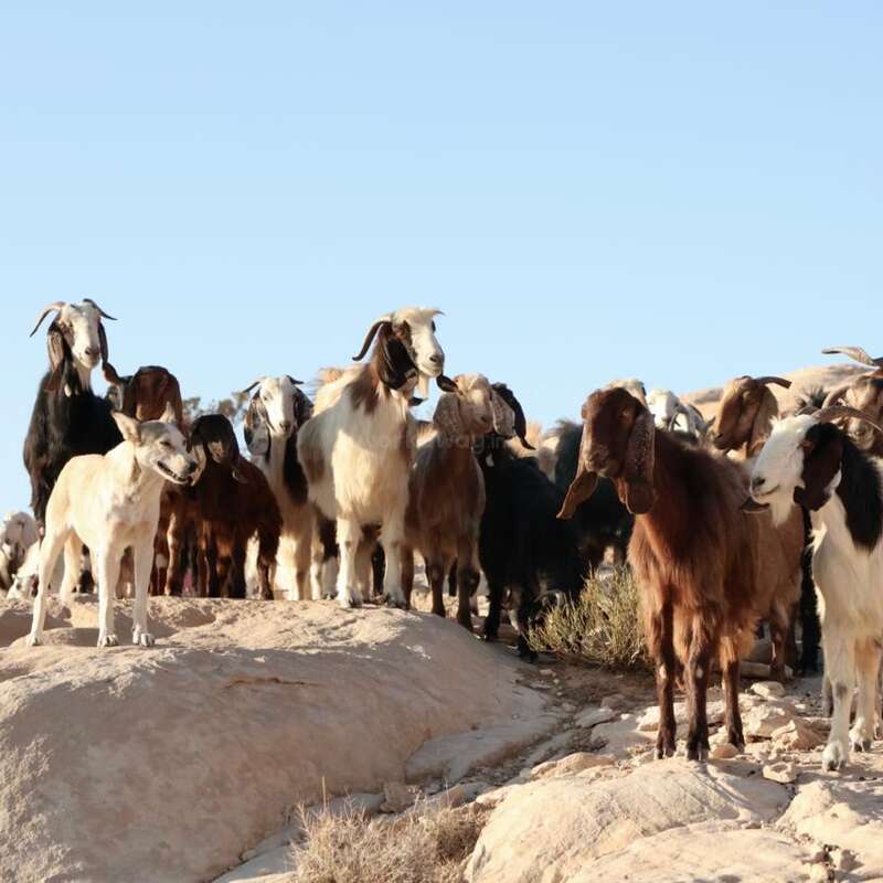 A herd of goats stands on rocky terrain under a clear blue sky. The goats are various colors, calmly observing their surroundings on the hillside.