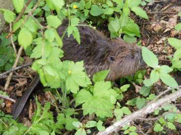 The image depicts a beaver in its natural habitat, surrounded by lush greenery and twigs, with a subtle watermark in the center.