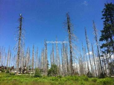 The image depicts a landscape of dead trees, with a grassy foreground and a blue sky, featuring a watermark that reads "workaway.info".