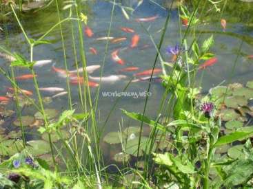 The image depicts a serene pond scene, featuring a school of koi fish swimming in the water, surrounded by lush greenery and vibrant flowers.