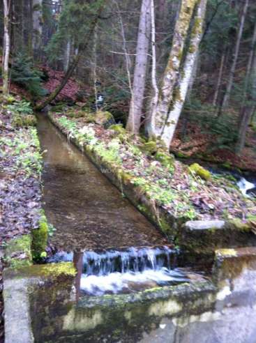 The image depicts a serene forest scene featuring a small stream with a concrete channel, surrounded by lush greenery and moss-covered rocks.