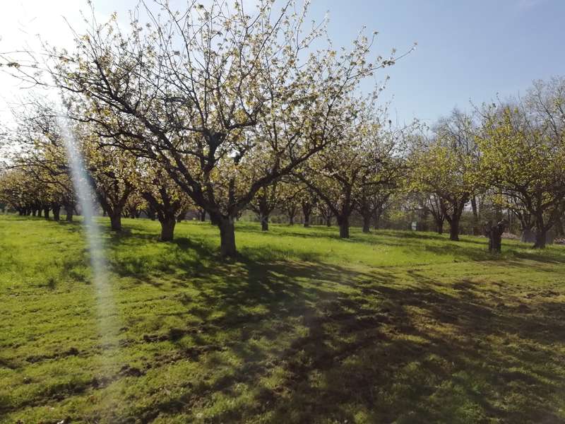 Das Bild zeigt einen ruhigen Obstgarten mit zahlreichen Bäumen mit weißen Blüten und grünen Blättern vor einem strahlend blauen Himmel an einem sonnigen Tag.