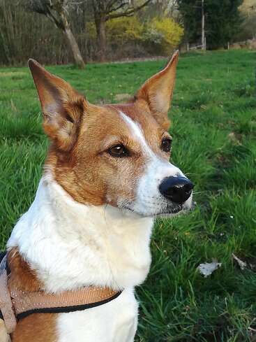 Um cachorro marrom e branco, com orelhas grandes e em pé, está sentado atentamente num campo gramado, usando um arnês. Árvores e vegetação compõem o cenário natural.