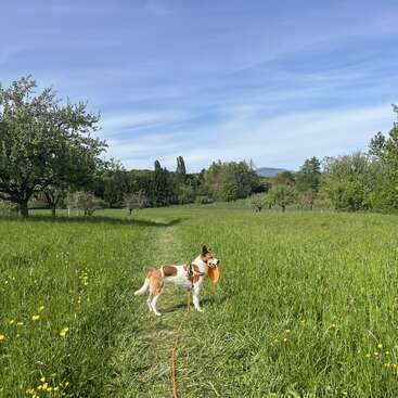 Um cachorro está em um caminho gramado num campo verde, segurando um frisbee laranja, cercado por árvores e flores silvestres sob um céu azul.