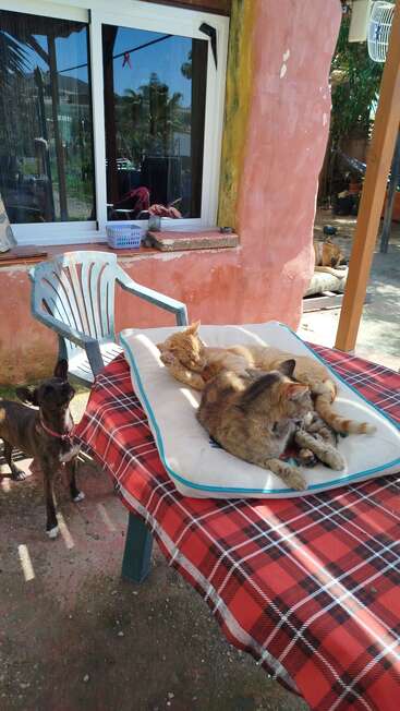 Dos gatos se relajan en un cojín sobre una mesa de cuadros rojos al aire libre, mientras un perro pequeño permanece cerca. Otro perro está tumbado al fondo, tomando el sol tranquilamente.