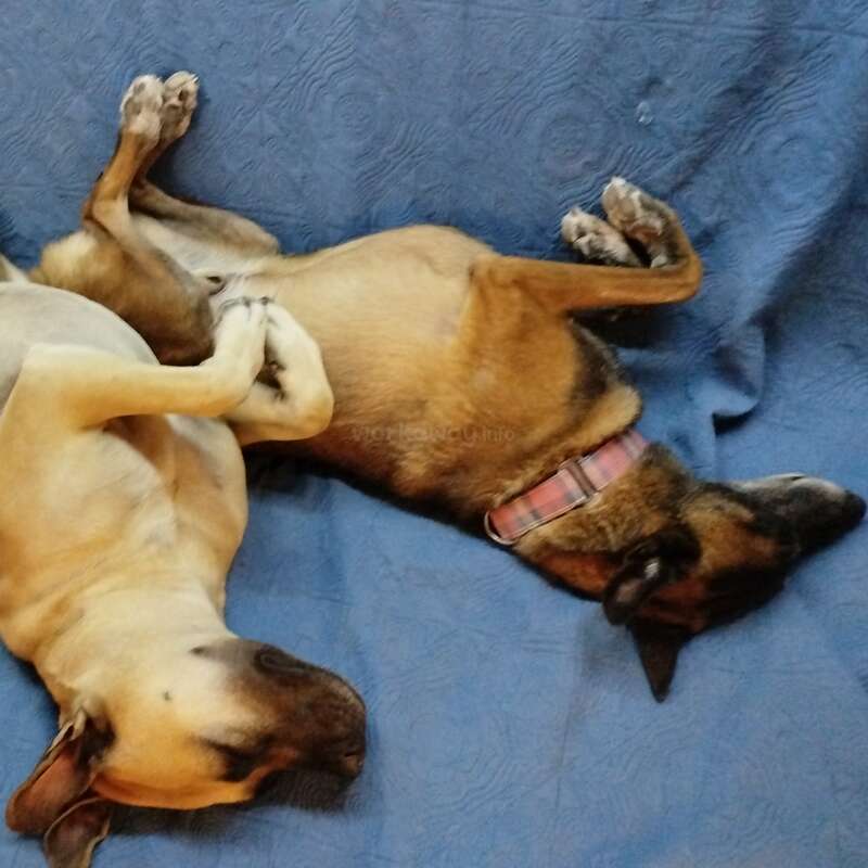 Dos perros tumbados de espaldas sobre una manta azul con textura, duermen plácidamente uno junto al otro con las patas relajadas y ligeramente entrelazadas, mostrando total comodidad.