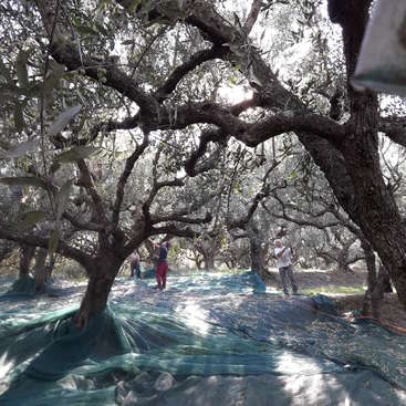 A imagem mostra uma cena serena de um bosque de oliveiras, com trabalhadores cuidando das árvores em meio a um cenário de vegetação exuberante e um céu claro e ensolarado.