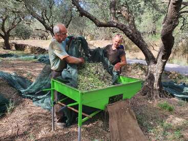 Duas pessoas colhem azeitonas em um olival, despejando as azeitonas e os ramos coletados em uma máquina de classificação verde, cercada por redes espalhadas no chão.