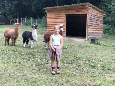 A imagem mostra uma menina em frente a um celeiro de madeira, cercada por quatro alpacas em um campo gramado, com árvores visíveis ao fundo.