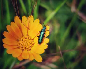 Das Bild zeigt einen metallicgrünen Käfer, der auf einer leuchtend gelben Blume sitzt, vor einem unscharfen Hintergrund aus üppigem Grün.