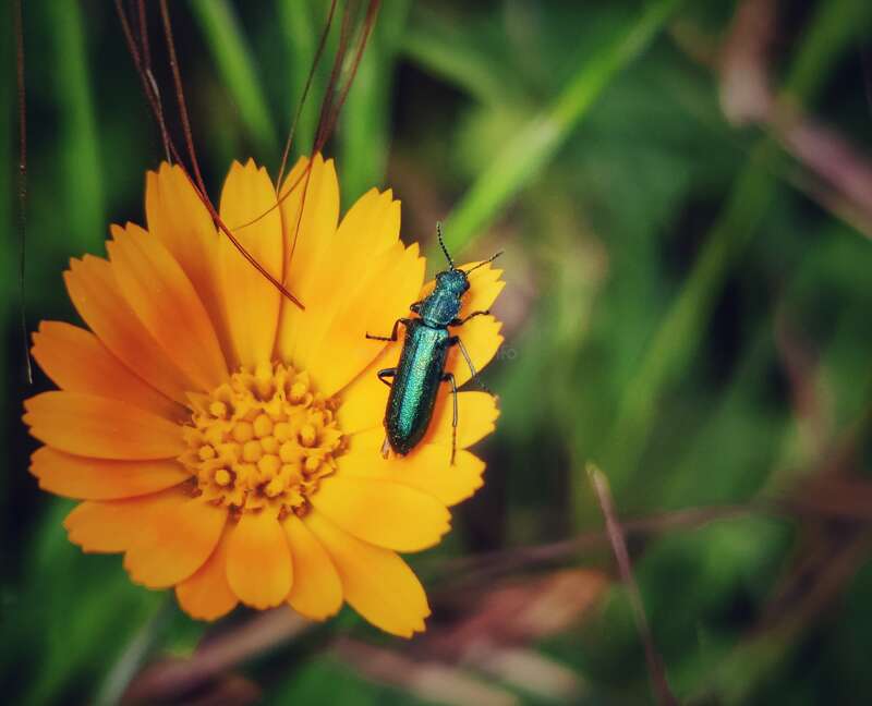 A imagem apresenta um besouro verde metálico pousado em uma flor amarela vibrante, em um fundo desfocado de vegetação exuberante.