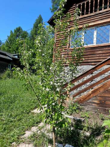 Un joven árbol en flor se alza sobre la hierba verde junto a una rústica casa de madera con escaleras, rodeado de una exuberante vegetación, bajo un cielo azul y despejado de verano.