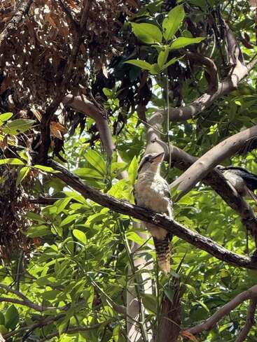 Un pájaro está posado en la rama de un árbol, rodeado de frondosas hojas verdes y de la luz del sol. La escena es tranquila, con la luz filtrándose entre el follaje.