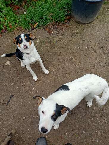 Two medium-sized dogs with white, black, and brown fur stand on a dirt path. They look up curiously, surrounded by green grass and a black bucket.