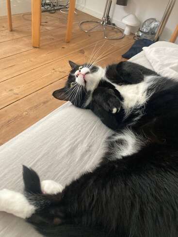 Un chat noir et blanc est couché sur le dos sur un lit, l'air détendu et enjoué. Le sol et les meubles en bois sont visibles à l'arrière-plan.