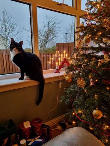 Un chat noir et blanc est assis sur le rebord d'une fenêtre, à côté d'une bougie lumineuse. Un arbre de Noël décoré et des cadeaux créent une atmosphère festive à l'intérieur.