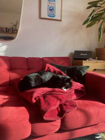 Un chat noir et blanc dort paisiblement sur une couverture rouge au-dessus d'un canapé rouge. La lumière du soleil pénètre à flots, illuminant le coin de salon confortable et élégant.