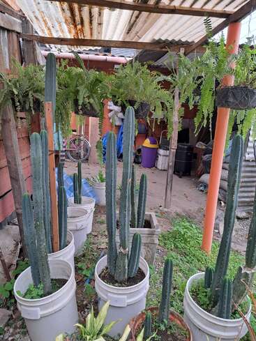 This image shows several tall cacti planted in white buckets under a rustic, partially rusted roof. Hanging ferns add greenery; background includes household items and a pink bicycle.