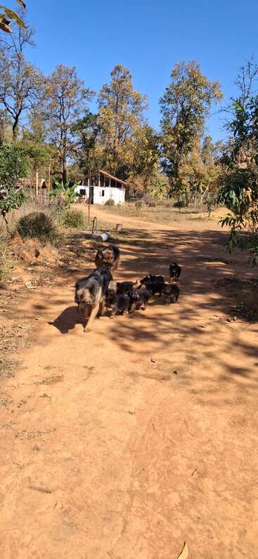 Un berger allemand et ses chiots enjoués marchent sur un chemin de terre éclairé par le soleil, entourés d'arbres et d'une petite maison blanche dans la campagne paisible.
