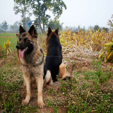 Das Bild zeigt zwei Hunde, wahrscheinlich Deutsche Schäferhunde, die auf einer Wiese stehen. Im Hintergrund ist ein Holzzaun zu sehen, der von Bäumen und Büschen umgeben ist. Die Hunde schauen in entgegengesetzte Richtungen.