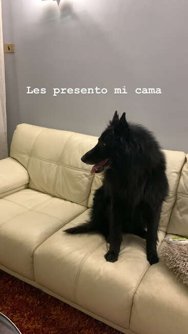 A fluffy black dog sits proudly on a cream-colored sofa. The text reads "Les presento mi cama", humorously claiming the couch as its bed. Cozy atmosphere.