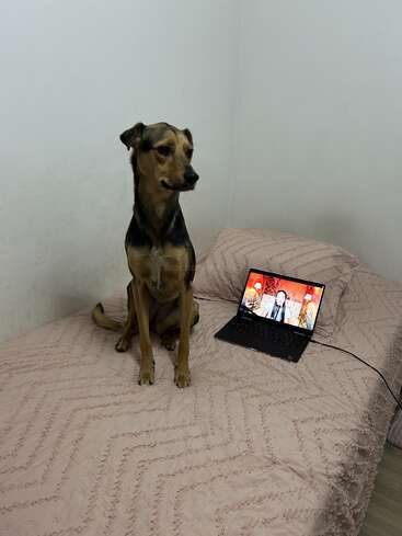 Um cachorro marrom e preto está sentado em uma cama rosa bem arrumada ao lado de um laptop, que está reproduzindo um vídeo de uma pessoa falando.