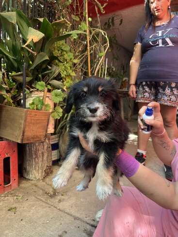 Um cachorrinho fofinho preto e branco está nos braços de uma pessoa vestida de rosa. Duas mulheres estão ao lado, rodeadas por plantas verdes exuberantes ao ar livre.