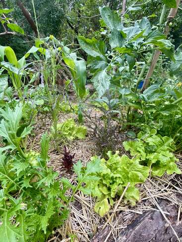 A vibrant garden plot featuring various leafy greens, corn, and tomato plants. Straw mulch covers the soil, surrounded by lush, dense vegetation and trees. Peaceful scene.