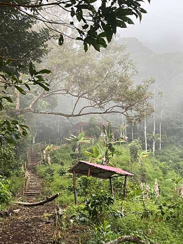 Une forêt brumeuse et verdoyante avec des marches en bois qui serpentent le long d'une colline. Un petit abri au toit rouge se trouve au milieu de plantes tropicales et de grands arbres.