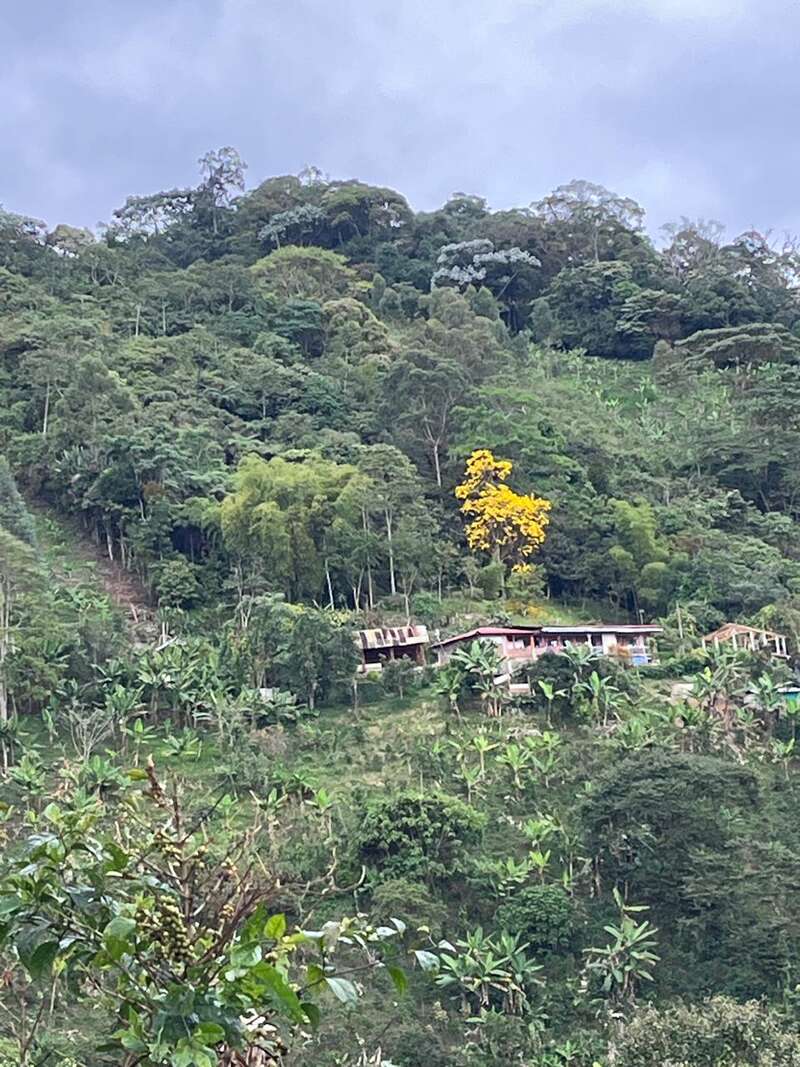 Une colline verdoyante avec une forêt dense, un groupe de maisons rustiques et un arbre à fleurs jaunes se détachant au milieu de la verdure naturelle sous un ciel nuageux.