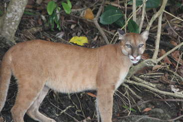 The image depicts a large feline animal, likely a puma or mountain lion, with a long tail and pointed ears, standing in a grassy area, possibly in a natural setting.