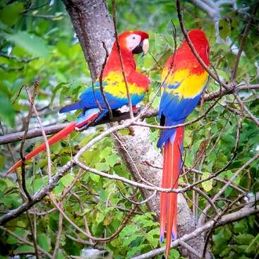 Two vibrant scarlet macaws with striking red, yellow, and blue plumage perch on branches in a lush, green forest, surrounded by leaves and twigs.
