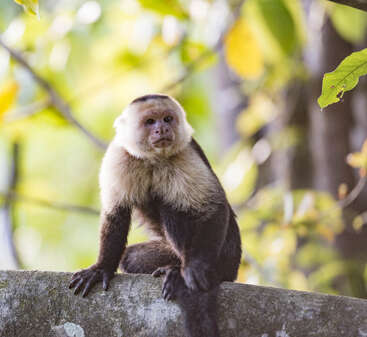 A curious capuchin monkey sits on a tree branch, surrounded by lush green foliage and soft sunlight, attentively observing its natural forest environment.