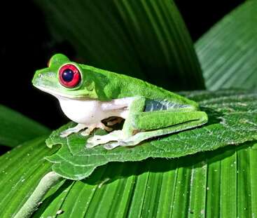 A vibrant green frog with striking red eyes sits on a large leaf. The background features more leaves, creating a lush, tropical rainforest atmosphere.