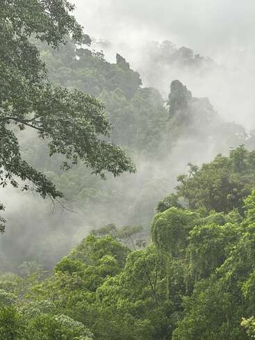 Lush green rainforest covered in morning mist, with dense trees and layers of foliage blending into the fog, creating a mystical and serene natural landscape scene.