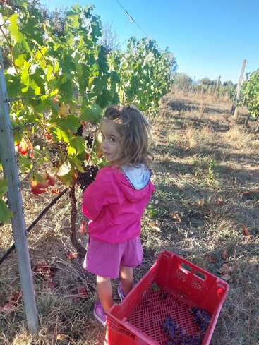 Ein junges Mädchen in einem rosafarbenen Outfit erntet Trauben in einem sonnenbeschienenen Weinberg und legt die Früchte in eine rote Kiste, umgeben von grünen Reben unter einem klaren Himmel.