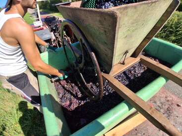 A man in a white tank top operates a manual grape crusher outdoors, crushing freshly harvested grapes in a green container during a sunny day.
