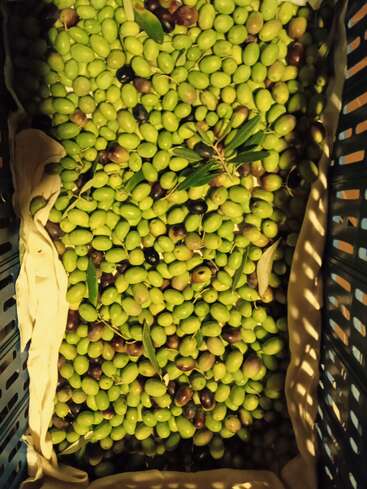 Uma caixa de plástico cheia de azeitonas verdes e pretas recém-colhidas. Algumas folhas de oliveira estão espalhadas por cima, indicando uma colheita recente.