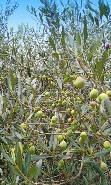 Esta imagem mostra uma oliveira com várias azeitonas verdes e algumas roxas amadurecendo entre densas folhas verdes sob um céu azul claro, representando a agricultura mediterrânea.