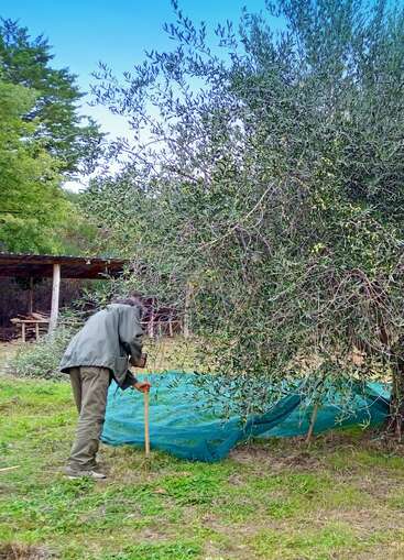 Uma pessoa está armando uma rede verde sob uma oliveira, provavelmente para colher azeitonas. A cena é ao ar livre, com árvores e um galpão nas proximidades.