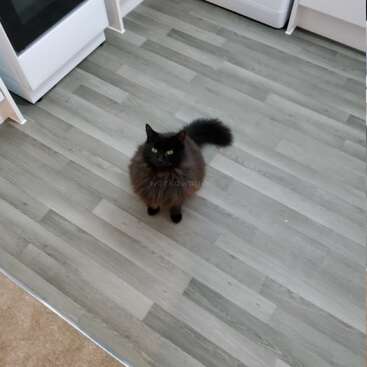 A imagem mostra um gato preto em pé em um piso de madeira cinza, com um forno branco e uma máquina de lavar visíveis ao fundo. O gato está centralizado no quadro.