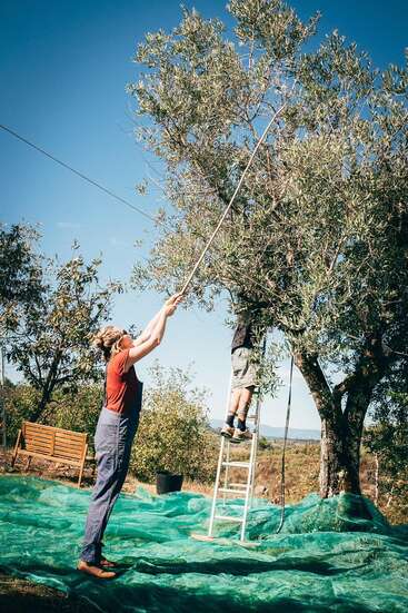 Two people are harvesting olives from a tree, using long poles and a ladder. Green nets cover the ground, blue sky above, outdoor rural setting.