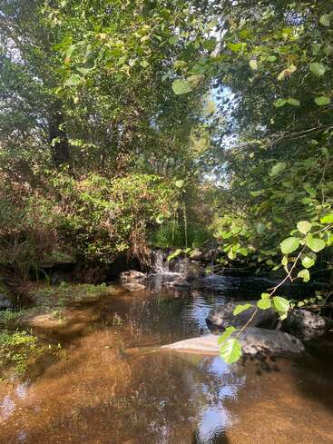 A peaceful creek flows gently under green leafy trees, sunlight dapples the water and rocks, creating a serene, natural scene with subtle reflections and shadows.