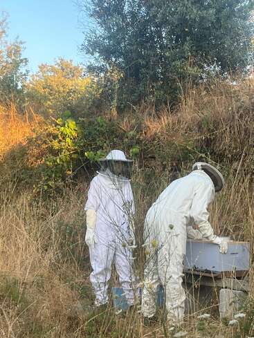 Two people wearing white protective beekeeping suits are tending to a beehive box outdoors in a grassy, rural area surrounded by wild plants and trees.