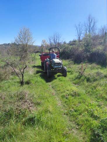 A person drives a small tractor pulling a red trailer through a grassy, rural field under a clear blue sky surrounded by sparse trees and bushes.