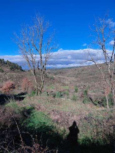 Under a vibrant blue sky, bare trees stand tall over a scenic, hilly landscape. Green grass and shadows add depth to this peaceful, natural scene.